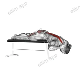 Hyperextension (on bench) exercise targeting Waist and Erector Spinae