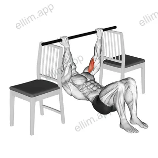 Inverted Chin Curl with Bent Knee between Chairs exercise targeting Upper Arms and Biceps Brachii