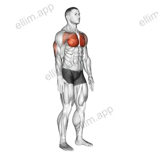 Isometric Chest Squeeze exercise targeting Chest and Pectoralis Major Sternal Head