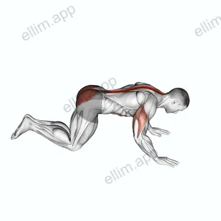 Kneeling Cobra Push up exercise targeting Chest and Hips
