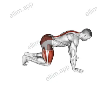 Kneeling Forward Hip Circles exercise targeting Hips