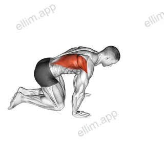 Kneeling Lat Stretch exercise targeting Back and Latissimus Dorsi