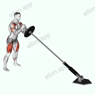Landmine Squat and Press exercise targeting Deltoid Anterior and Gluteus Maximus