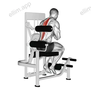 Lever Back Extension exercise targeting Waist and Erector Spinae