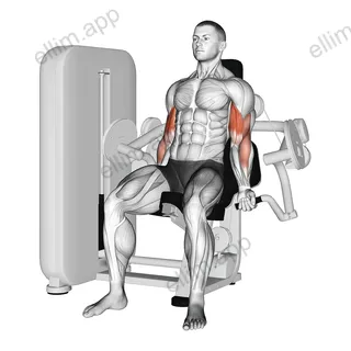 Lever Biceps Curl exercise targeting Upper Arms