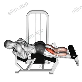 Lever Lying Leg Curl exercise targeting Thighs and Hamstrings