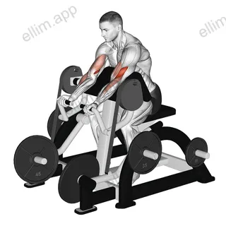 Lever Preacher Curl (plate loaded) exercise targeting Upper Arms and Brachialis
