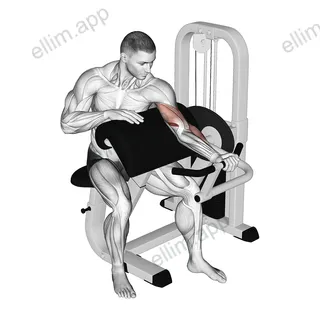 Lever Preacher Curl (Turned Torso) exercise targeting Upper Arms and Brachialis