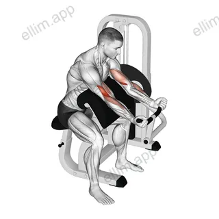Lever Preacher Curl exercise targeting Upper Arms and Brachialis