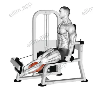 Lever Rotary Calf exercise targeting Calves and Gastrocnemius