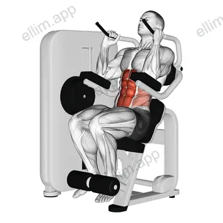 Lever Seated Crunch exercise targeting Waist and Rectus Abdominis