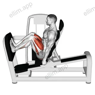 Lever Seated Squat exercise targeting Thighs and Gluteus Maximus