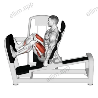 Lever Seated Wide Squat exercise targeting Thighs