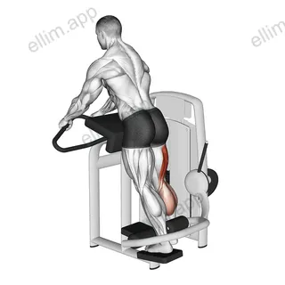 Lever Standing Leg Curl exercise targeting Thighs