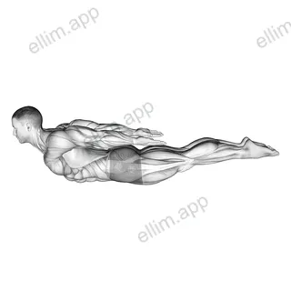 Locust Yoga Pose (Iron Man Pose) exercise targeting Back and Erector Spinae