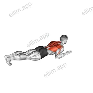 Lying Lat Pulldown exercise targeting Back and Erector Spinae