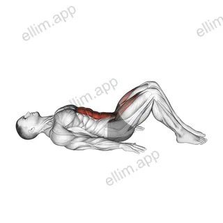 Lying Leg Raise (Modified) exercise targeting Hips and Iliopsoas