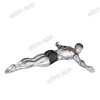 Lying Rear Lateral Raise exercise targeting Shoulders and Deltoid Posterior