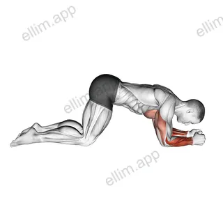 Modified Push Up to Forearms exercise targeting Forearms and Wrist Extensors