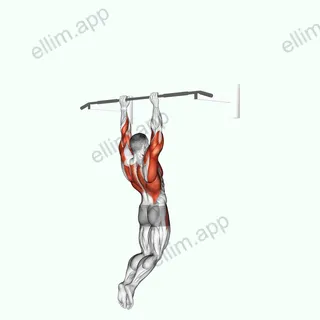 Muscle up (on vertical bar) exercise targeting Back