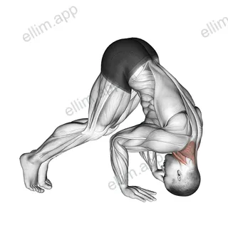 Neck Bridge Prone exercise targeting Neck and Sternocleidomastoid
