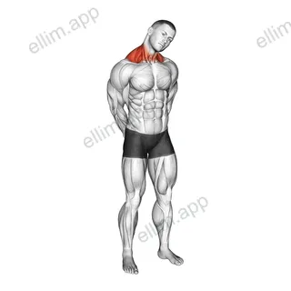 Neck Circle Stretch exercise targeting Neck and Levator Scapulae