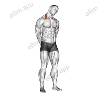 Neck Side Stretch exercise targeting Neck and Levator Scapulae