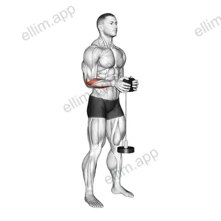 Neutral Wrist Roller exercise targeting Forearms