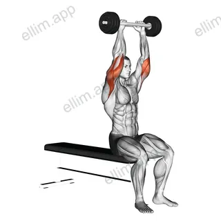Olympic Barbell Triceps Extension exercise targeting Upper Arms and Triceps Brachii