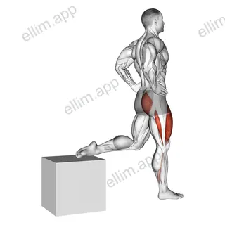One Leg Squat exercise targeting Hips and Gluteus Maximus