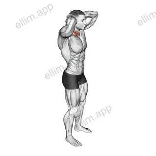 Posterior Neck Isometric exercise targeting Neck and Sternocleidomastoid