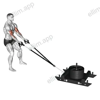 Power Sled Biceps Curl exercise targeting Upper Arms