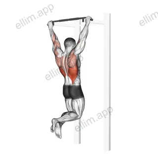 Pull up exercise targeting Back