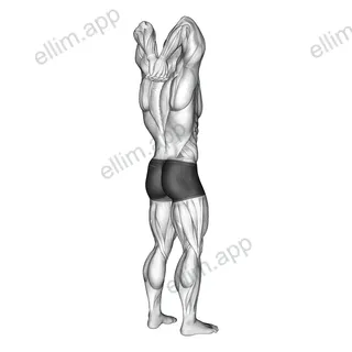 Reaching Down Triceps Stretch exercise targeting Upper Arms