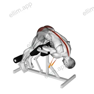 Resistance Band 45 degrees Hyperextension exercise targeting Hips
