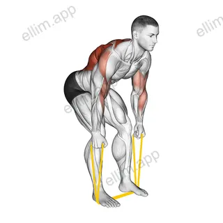 Resistance Band Bent Over Neutral Grip Row exercise targeting Back and Infraspinatus