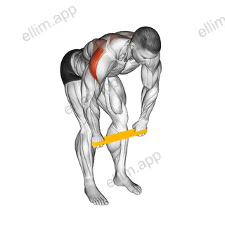 Resistance Band Bent Over Rear Delt Fly exercise targeting Shoulders