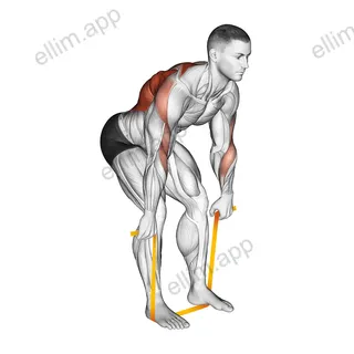 Resistance Band Bent Over Row exercise targeting Back