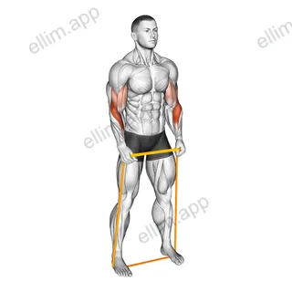 Resistance Band Hammer Curl exercise targeting Forearms and Brachioradialis