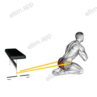 Resistance Band Hip Thrusts on Knees exercise targeting Hips