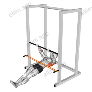 Resistance Band Inverted Row exercise targeting Back