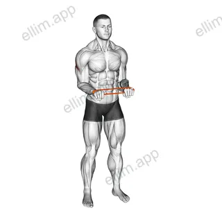 Resistance Band Pullapart (Pronated at 90 Degrees) exercise targeting Shoulders