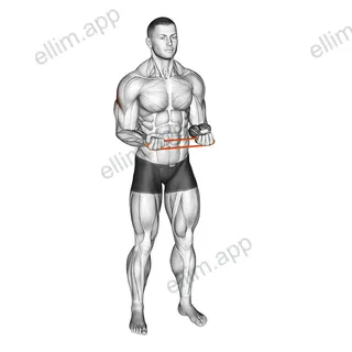 Resistance Band Pullapart (Supination at 90 Degrees) exercise targeting Back