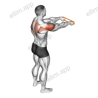 Resistance Band Rear Fly exercise targeting Shoulders and Deltoid Posterior