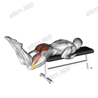 Resistance Band Reverse Hyperextension exercise targeting Hips and Gluteus Maximus