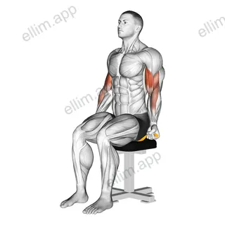 Resistance Band Seated Biceps Curl exercise targeting Upper Arms