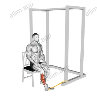 Resistance Band Seated Eversion Foot exercise targeting Calves