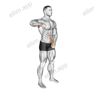 Resistance Band Standing 90 degrees Shoulder Extrernal Rotation exercise targeting Back