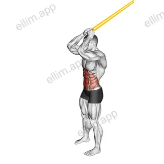 Resistance Band Standing Ab Crunch exercise targeting Waist and Rectus Abdominis