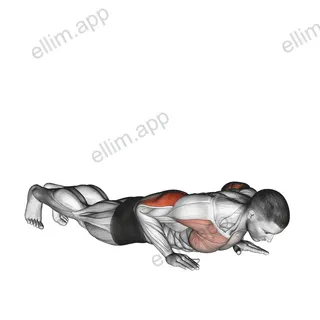Reverse Dip exercise targeting Upper Arms and Triceps Brachii